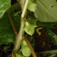 Pedalium murex L.